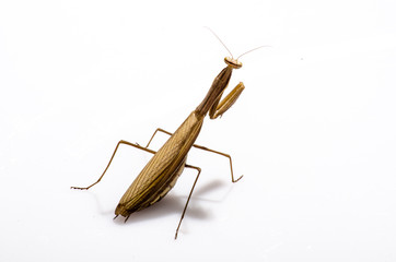 Wandering Violin Mantis, Gongylus gongylodes, in front of white background