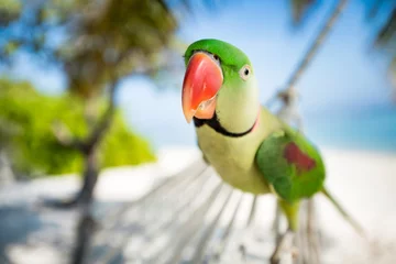 Stoff pro Meter Close up of a rose-ringed parakeet parrot at a tropical beach © eyetronic