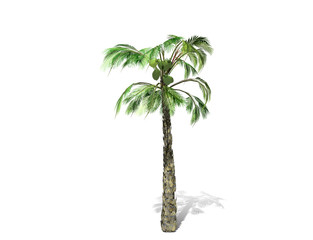 3D rendering - A tall palm tree isolated over a white background. Suitable for use in architectural design or Decoration work. Used with natural articles both on print and website, 3D illustration.