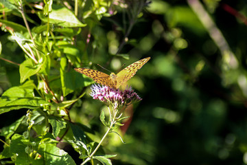 Farfalla nel bosco