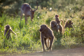 Naklejka na ściany i meble Chacma baboon in Kruger National park, South Africa
