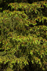 background of fir branches of the old and new needles