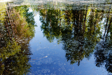 the Northern forest is reflected in the dark water of the reservoir