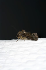 Day and moth in close-up shot and in best photo quality