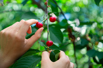 Woman's hand picks from the branches of the cherry berries