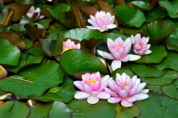 Seerosenteich im Botanischen Garten in Freibrg