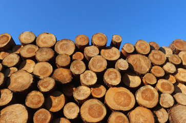 staple with wooden trunks, blue sky