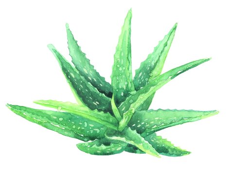 handdrawn watercolor aloe vera plant isolated on white background