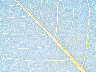 yellow veins of dried leaf close up on blue