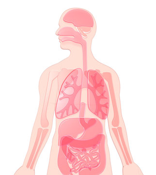 3D illustration human anatomy made of pink-red semitransparent plastic, lungs, brain, kidneys, stomach, bones, , liver,  large intestine, small intestine.  White background