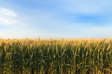 the edge of a field of wheat / wheat close-up
