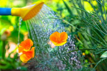 Watering orange flowers in a flower bed from a watering can. The concept of gardening and plant care. Close up
