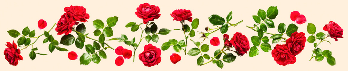 Red roses composition