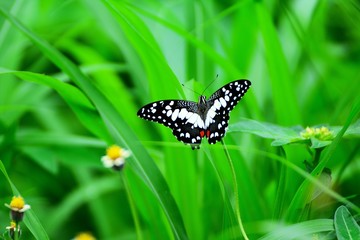 Butterfly on the grass flower With green leaves as the background
