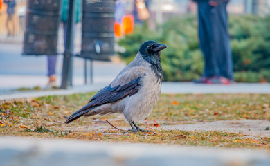 black and white raven