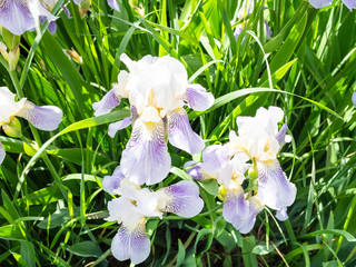 iris flowers in green grass on meadow in spring