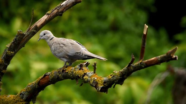 Collared dove or Streptopelia decaocto on branch