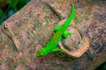 grüner Gecko auf Baumstamm, Madagaskar Taggecko, Eidechse