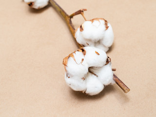 ripe bolls with cotton wool close up on brown