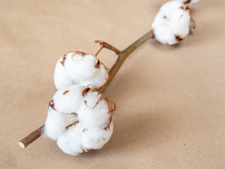 ripe bolls with cotton close up on twig on brown