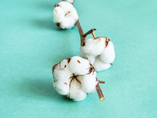 ripe bolls with cotton wool on twig on green