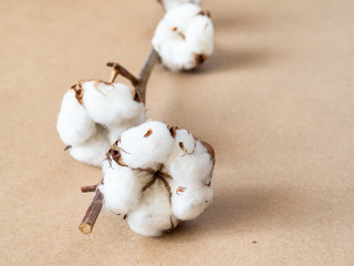 Fototapeta na wymiar ripe bolls with cotton wool close up on brown
