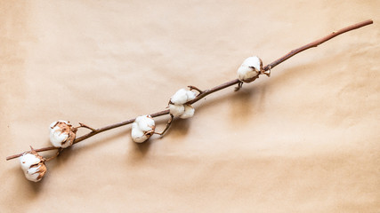 natural branch of ripe cotton plant on brown