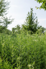 Home and Garden Landscaping