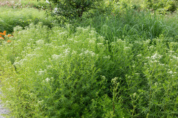 Home and Garden Landscaping