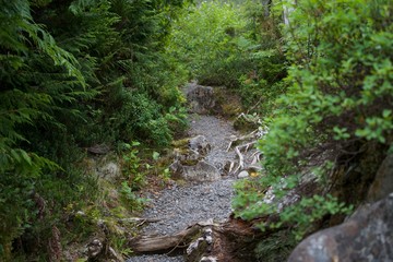 Looking in between the bushes