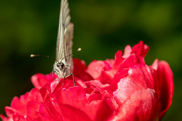 butterfly flying and collecting nectar from the blooming red peony flowers.