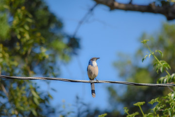 Blue bird - soft tone