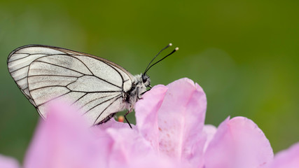 butterfly flying and collecting nectar from the blooming pink rhododendron flowers.