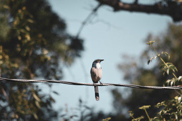 Blue bird perched on telephone line