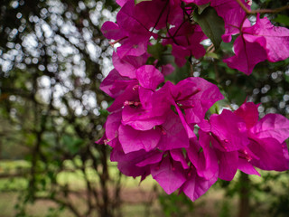 Bougainvillea ornamental vines in Kenya, East Africa