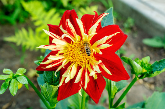 Humblee-bee sitting on a single red Dahlia flower in a garden. On a flower the bee collects the nectar