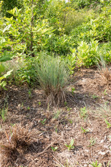 Home and Garden Landscaping