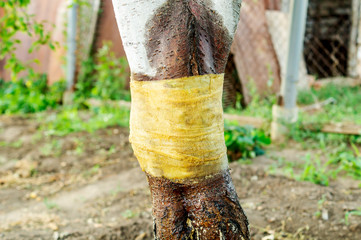 Tree trunk with the bandage impregnated with tar. Protection against ants which destroy a trunk of a fruit tree. The concept of gardening