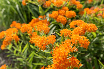 Flower and Shrub Landscaping 