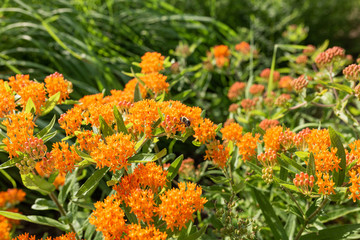 Flower and Shrub Landscaping 