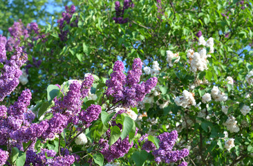 Fototapeta premium Blooming lilac bush.