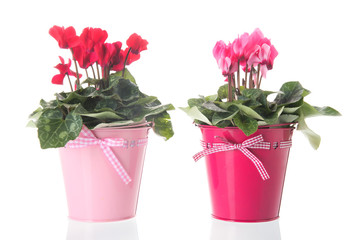 Red and pink Cyclamen