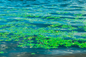Fototapeta na wymiar Leaves of water lily. Water lily leaves on the waves