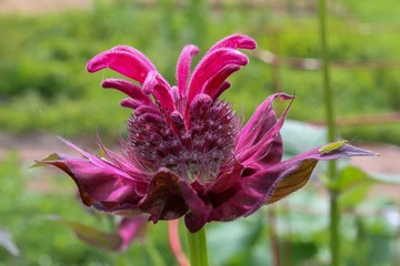 Closeup of Bee Balm Flower in Garden