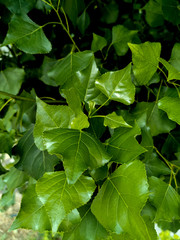 shining leaves of white poplar in spring