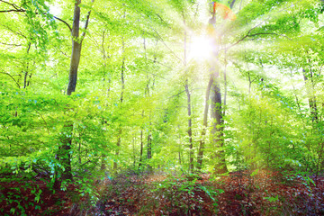 Sunlight in the green spring forest in germany.
