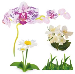 Set flowers orchid, jasmine, chomomile and green grass isolated white background. 3d realistic. Flowers close up. Vector illustrator.