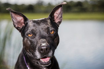 Fototapeta na wymiar black dog portrait