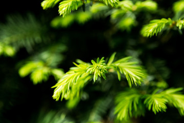 Blooming pine leaves