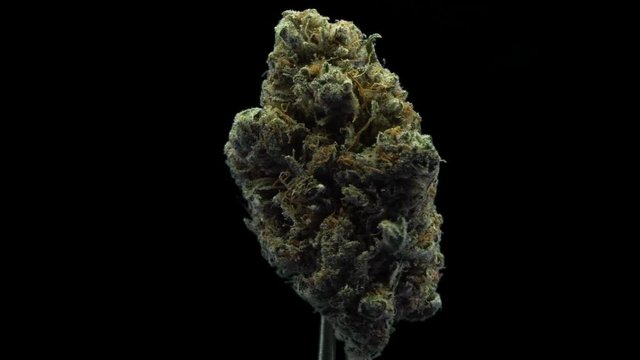 Cannabis, Kush, Gorilla Glue, Strain, Bud, rotate